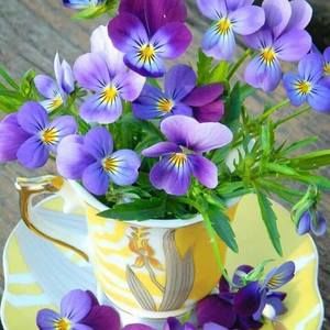 Meet your Posher, Diane